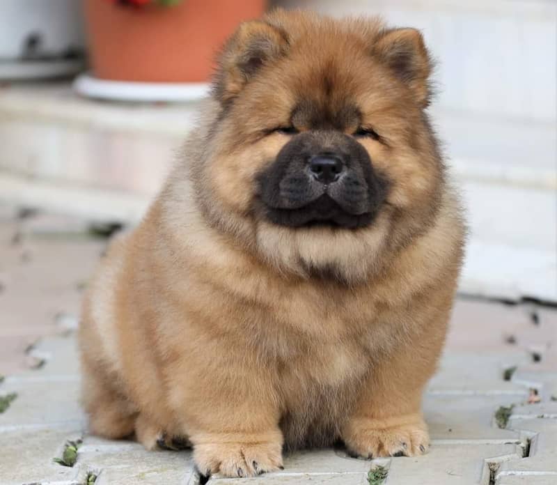 Chow Chow with complete documentation 19