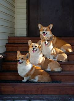 Welsh Corgi Puppies