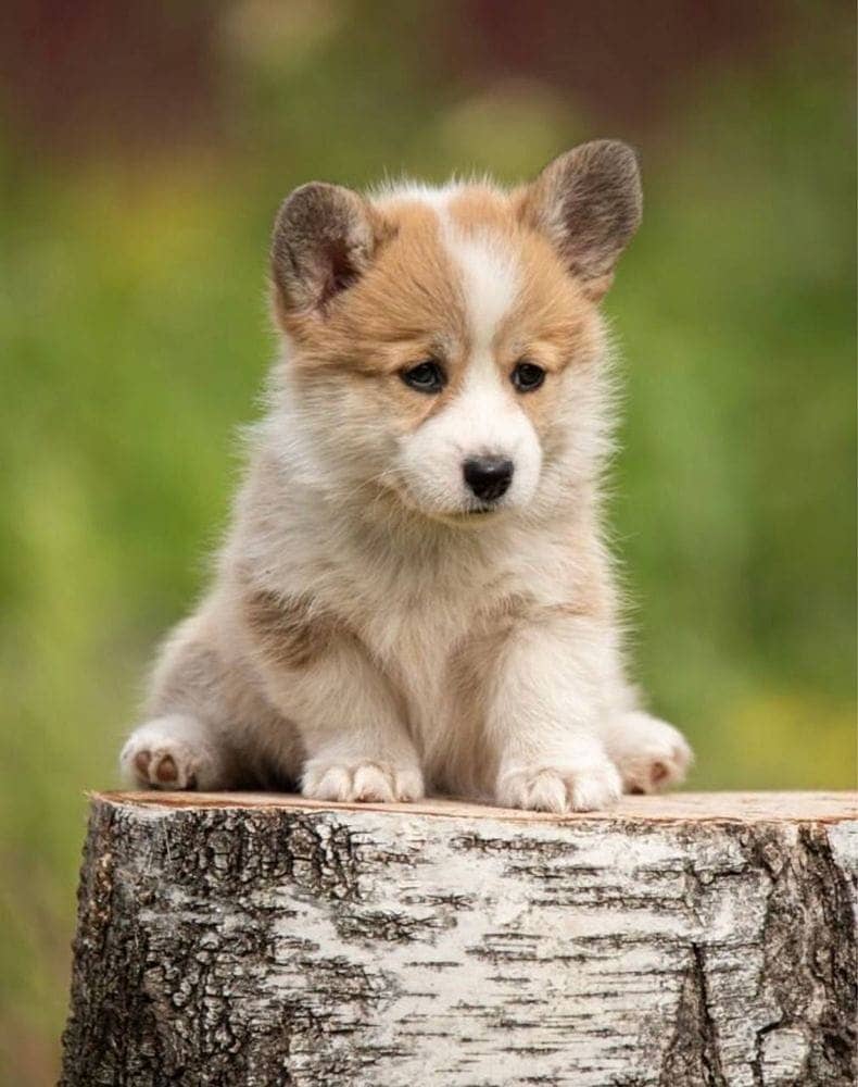 Welsh Corgi Puppies 1