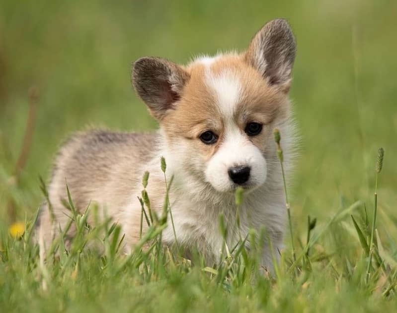 Welsh Corgi Puppies 2