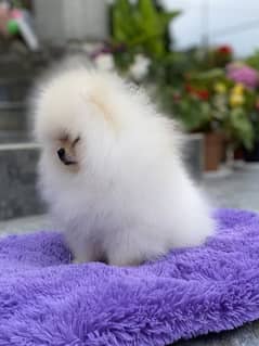 Pomeranian