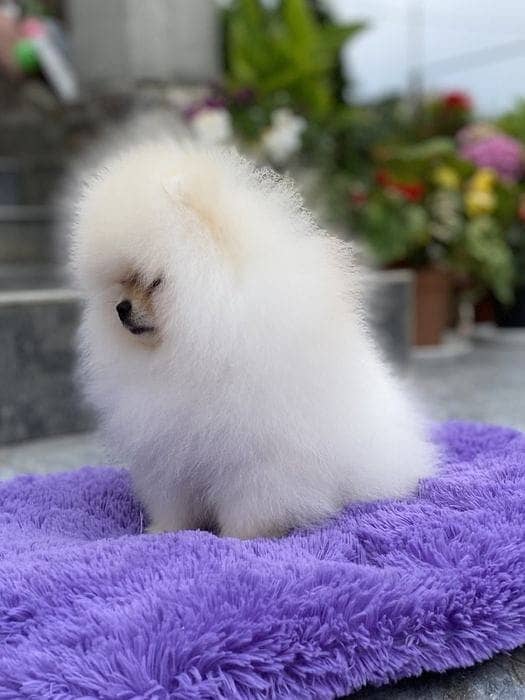 Pomeranian Puppy with complete documentation 0