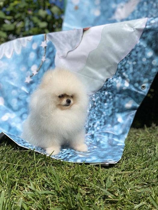 Pomeranian Puppy with complete documentation 1