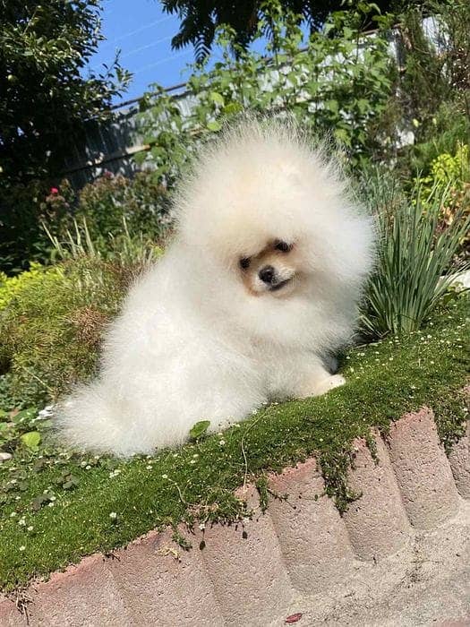 Pomeranian Puppy with complete documentation 2