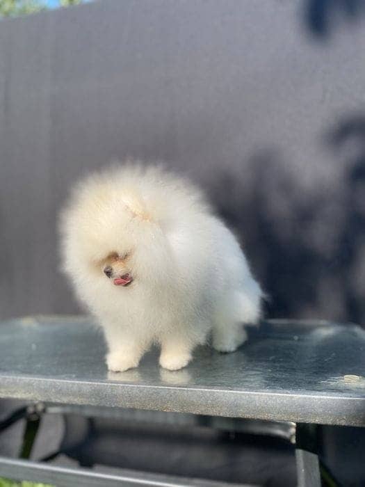 Pomeranian Puppy with complete documentation 3