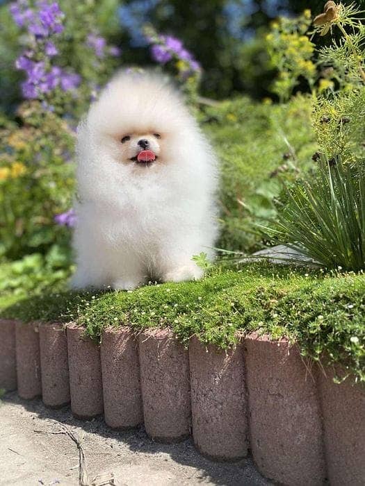 Pomeranian Puppy with complete documentation 4