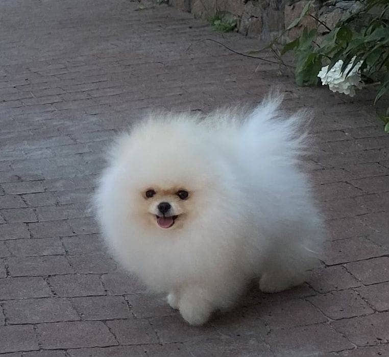 Pomeranian Puppy with complete documentation 5