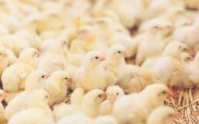 Broiler A Grade Chicks Available For Sale in Lahore 0