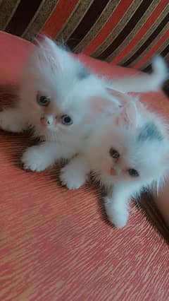 Persian kittens