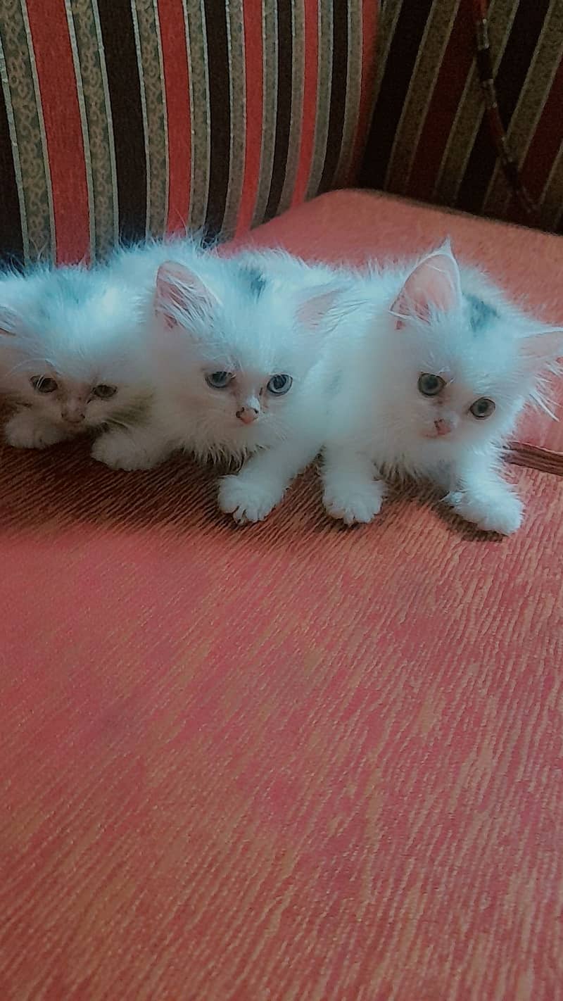 Persian kittens 1