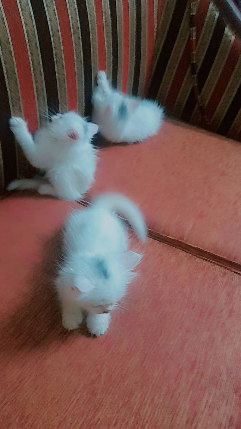 Persian kittens 2