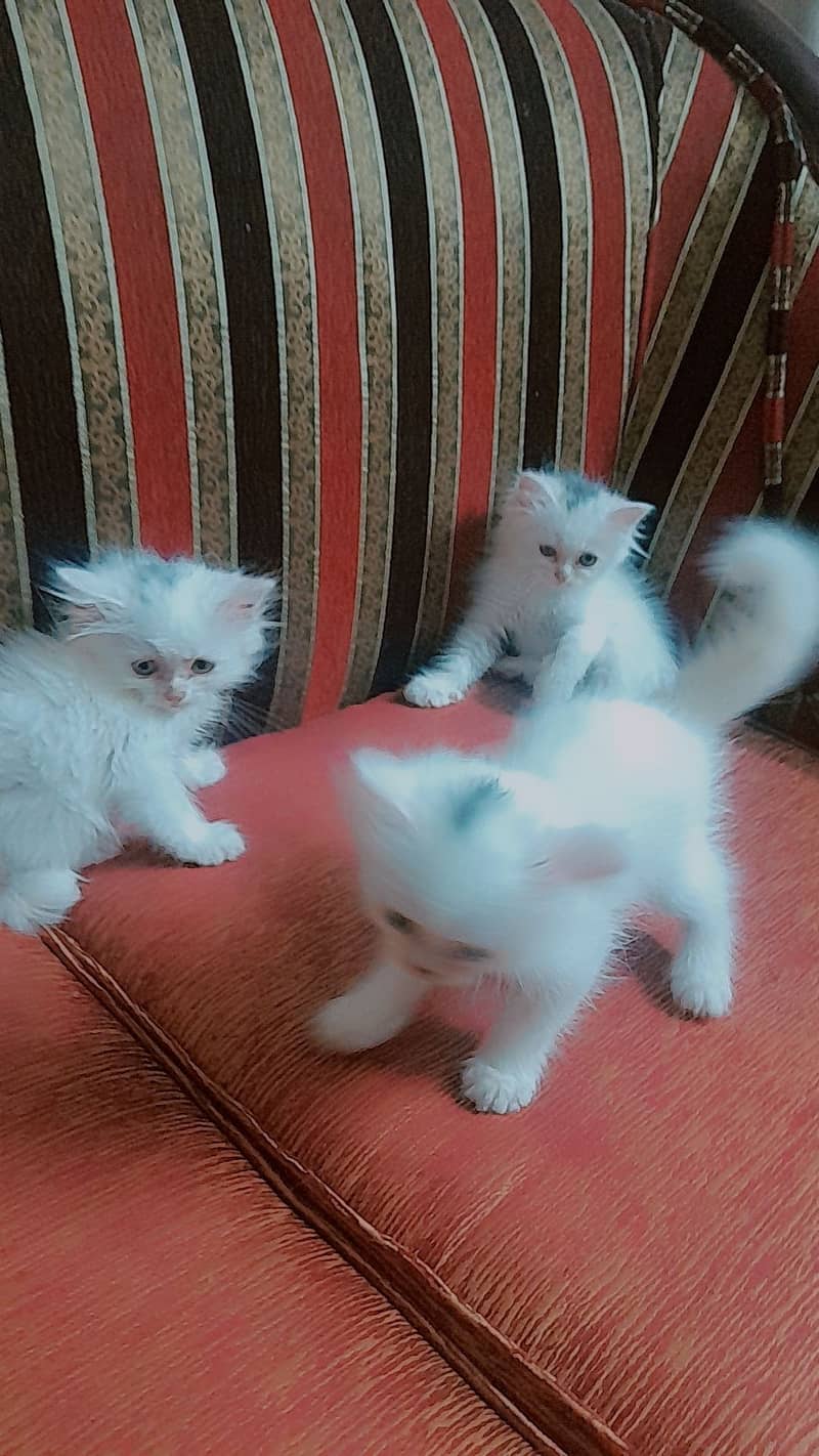 Persian kittens 3