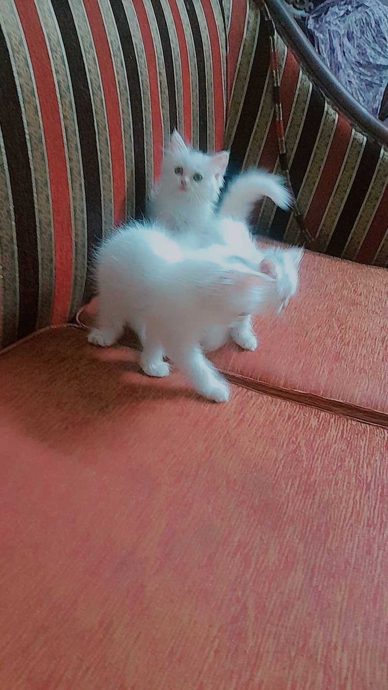 Persian kittens 5