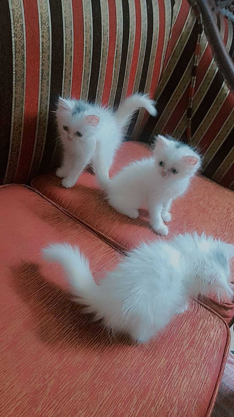 Persian kittens 6