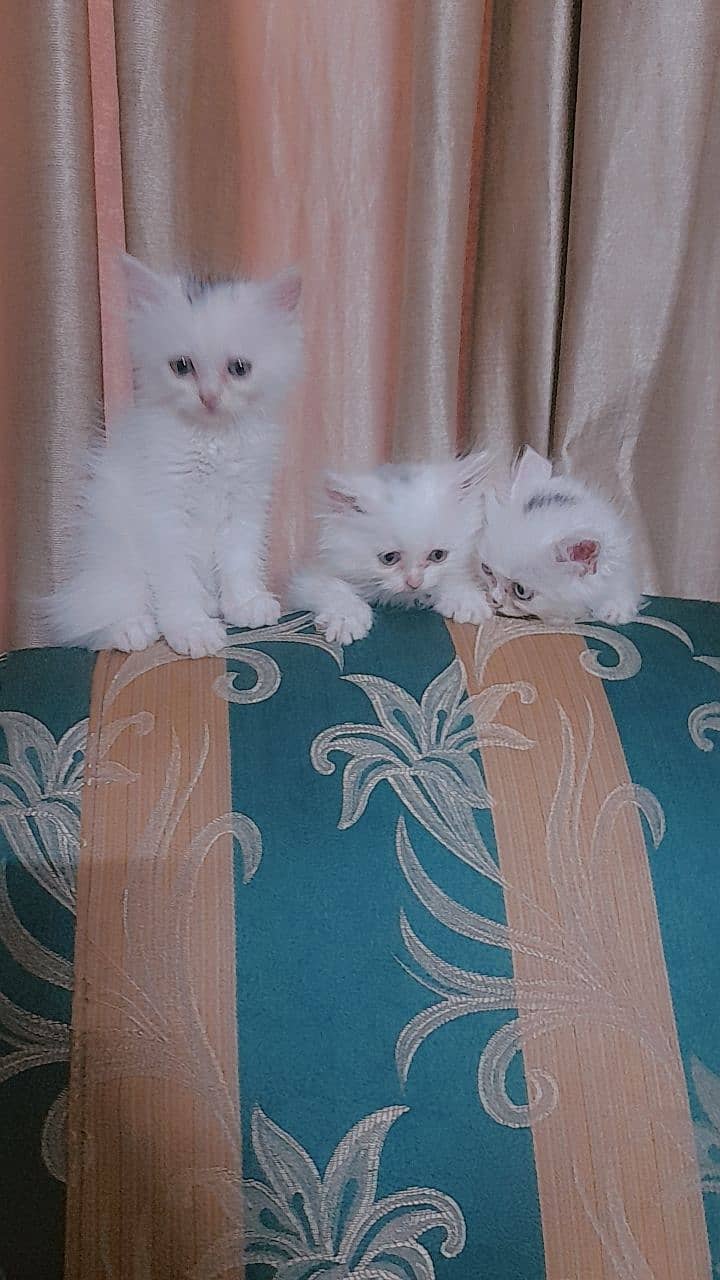 Persian kittens 7