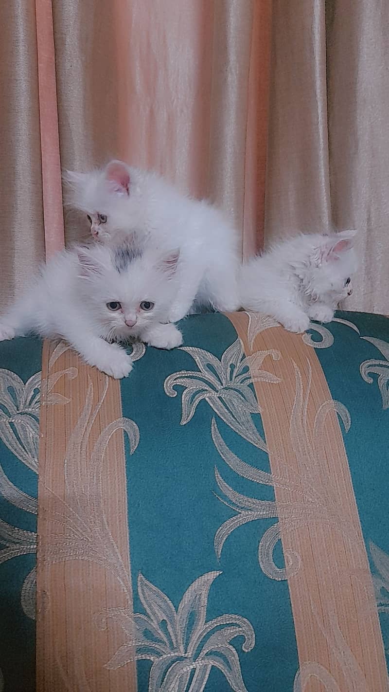 Persian kittens 8