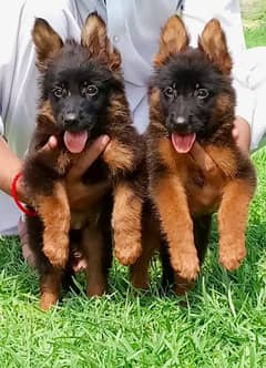 German Shepherd double coat pair / German Shepherd puppies