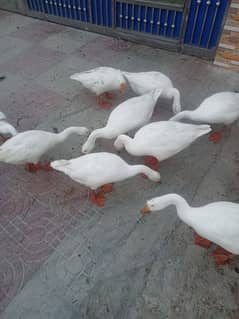 WHITE DUCK AVAILABLE