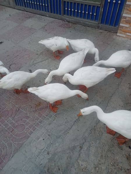 WHITE DUCK AVAILABLE 0