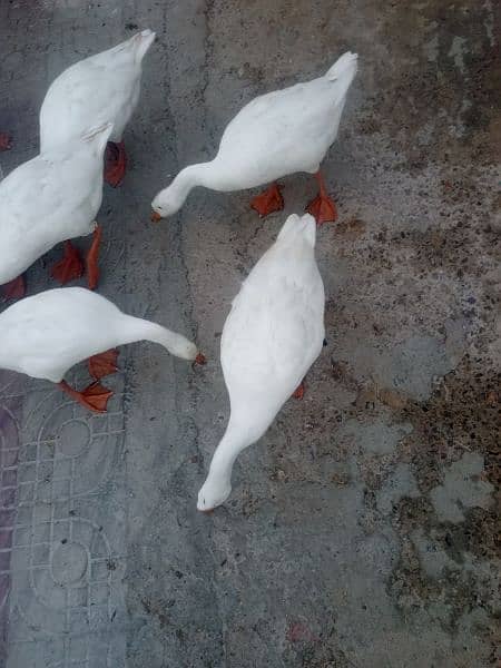 WHITE DUCK AVAILABLE 1