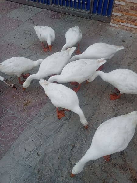 WHITE DUCK AVAILABLE 2