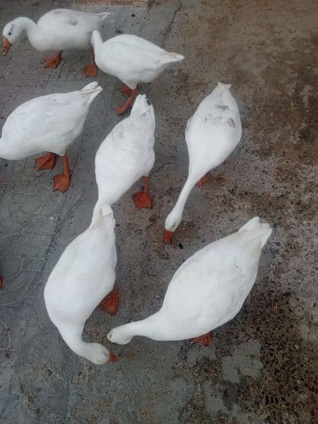 WHITE DUCK AVAILABLE 3