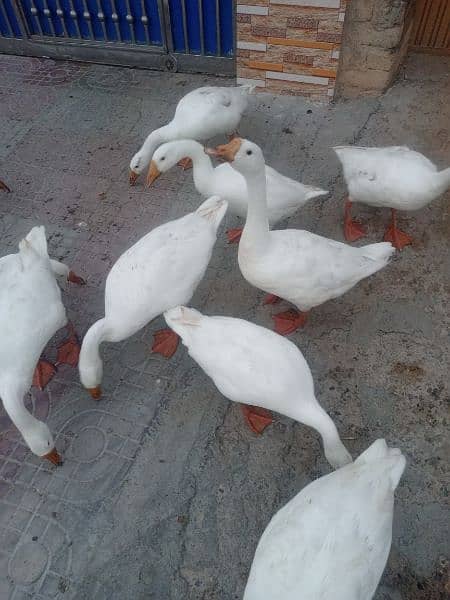 WHITE DUCK AVAILABLE 4