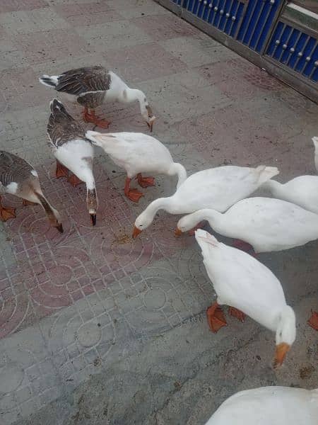 WHITE DUCK AVAILABLE 5