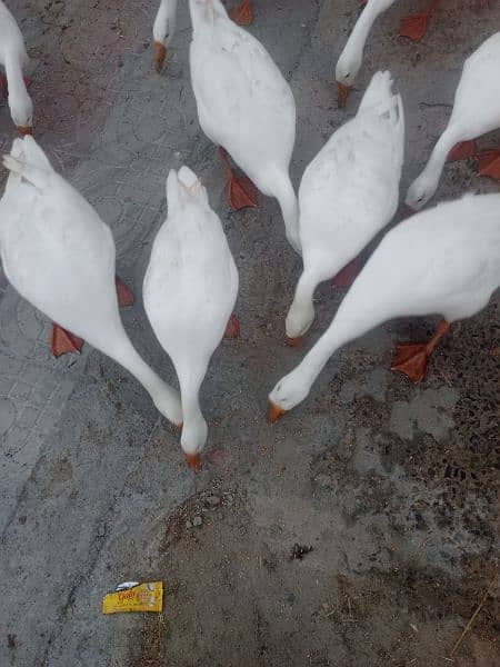 WHITE DUCK AVAILABLE 6