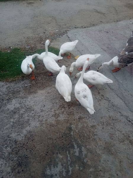 WHITE DUCK AVAILABLE 8