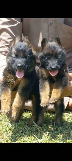 German Shepherd double coat pair 2 month for sale