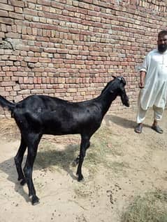 desi bakri age 15 month