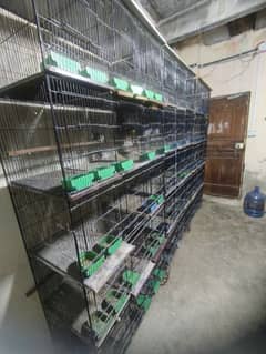 daimond dove with cages