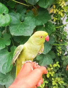 hand tam male  parrot for sale 0