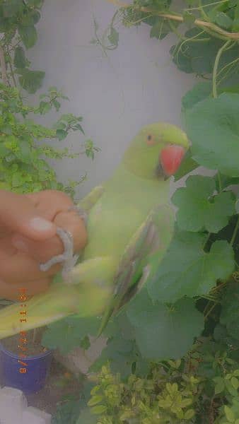 hand tam male  parrot for sale 1