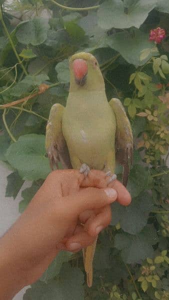 hand tam male  parrot for sale 2