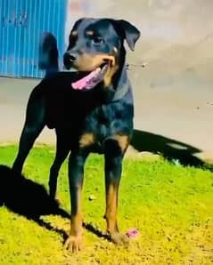 rottweiler male for sale
full vaccination full active