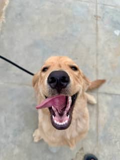 Golden retriever puppy