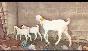 Rajanpuri/Gulabi bakri for sale (03274816678)