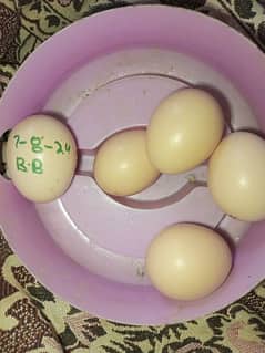 fertile aseel eggs 0