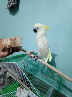 cockatoo