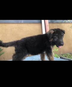 German shepherd male puppy 0