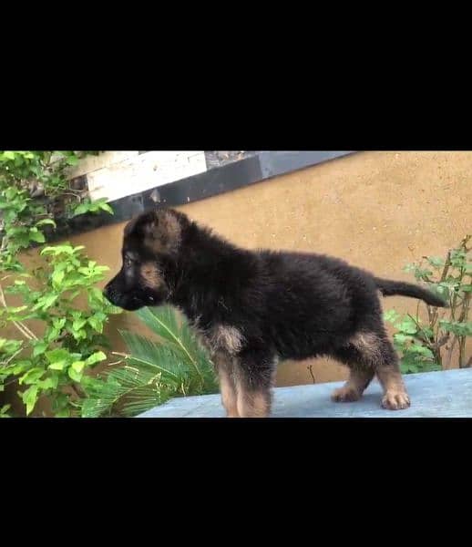 German shepherd male puppy 1