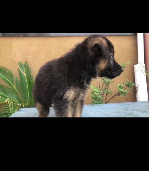 German shepherd male puppy 2