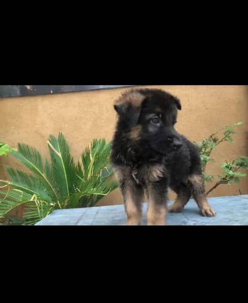 German shepherd male puppy 3