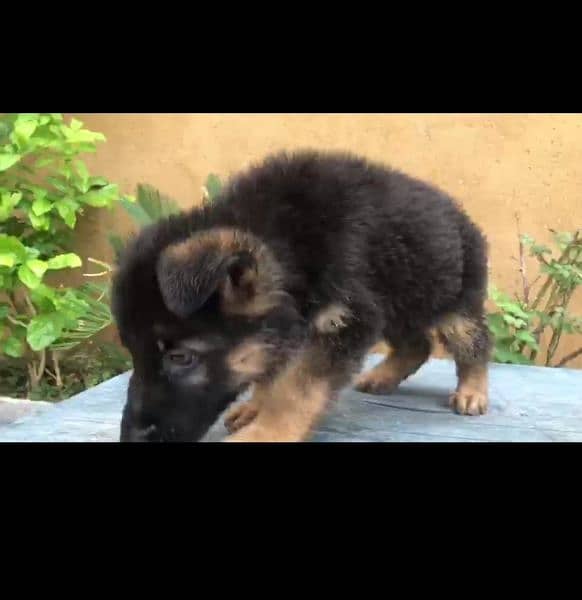 German shepherd male puppy 4