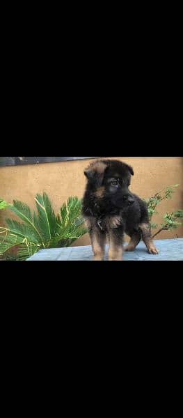 German shepherd male puppy 5