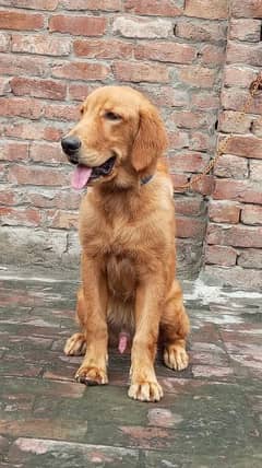 Golden Retriever Male location Lahore