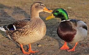 Trio set of mallard ducks available 1male+2females(breeder)