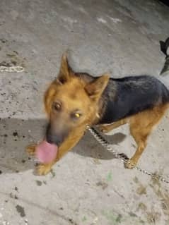 German shepherd female for near to heat 0